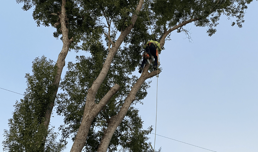 Quality Tree Work