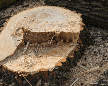 STUMP REMOVAL