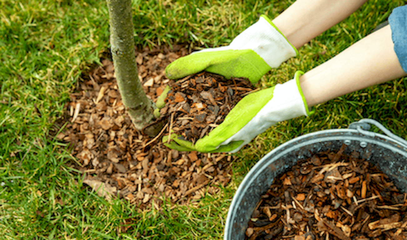 Red's Tree Service and Firewood