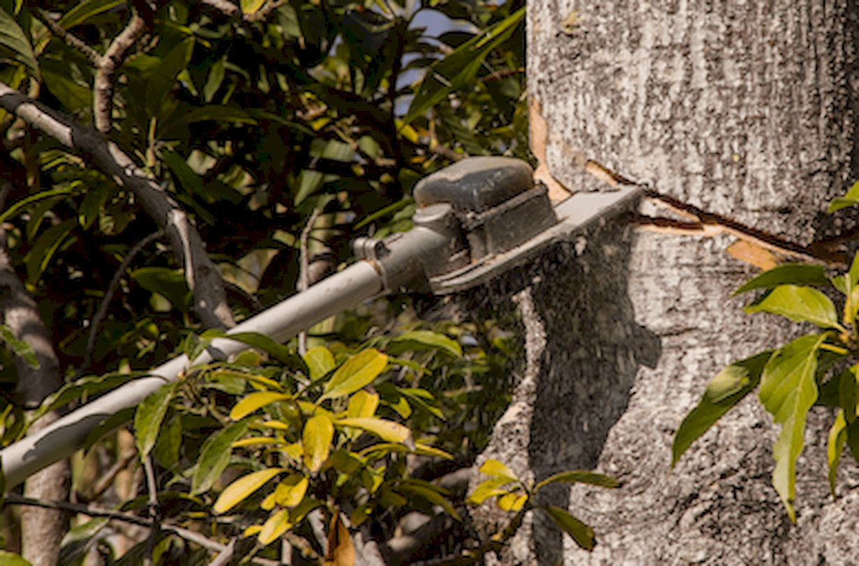 Red's Tree Service and Firewood