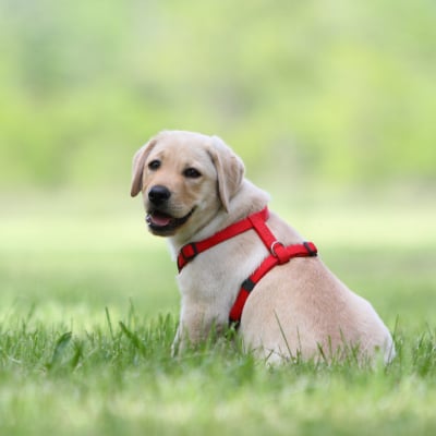 POOP SCOOPING SERVICES