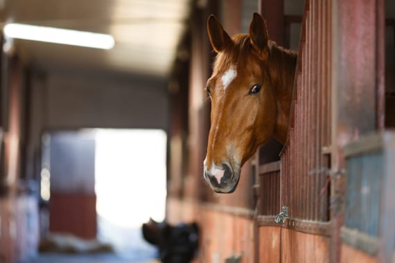 Skunk River Equestrian Center