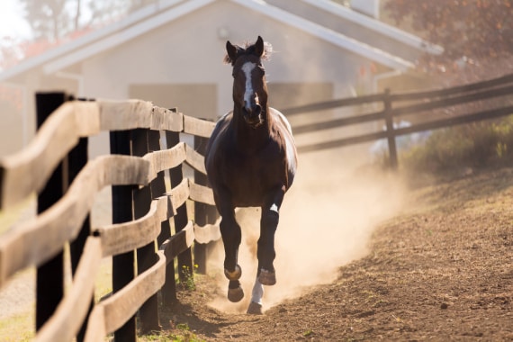 Skunk River Equestrian Center