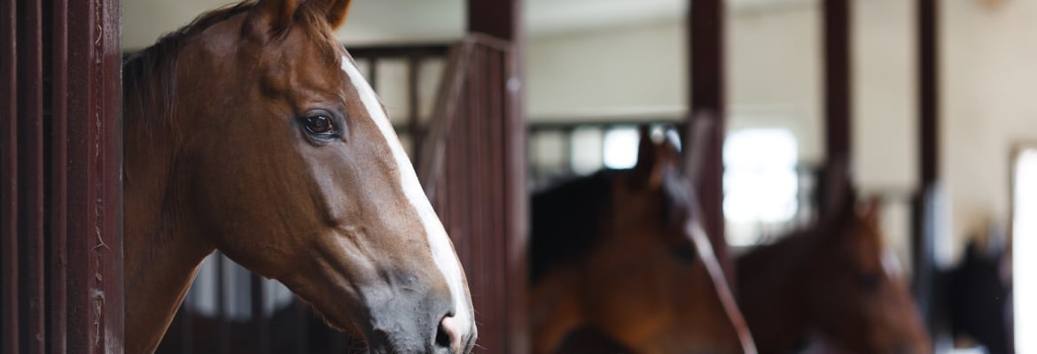 Trabuco Creek Equestrian