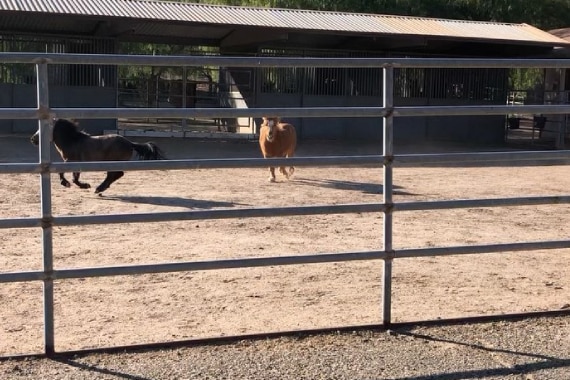 Trabuco Creek Equestrian