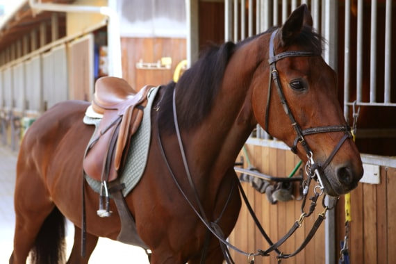 Trabuco Creek Equestrian