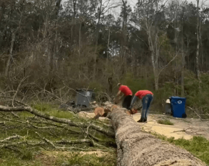TREE SERVICES