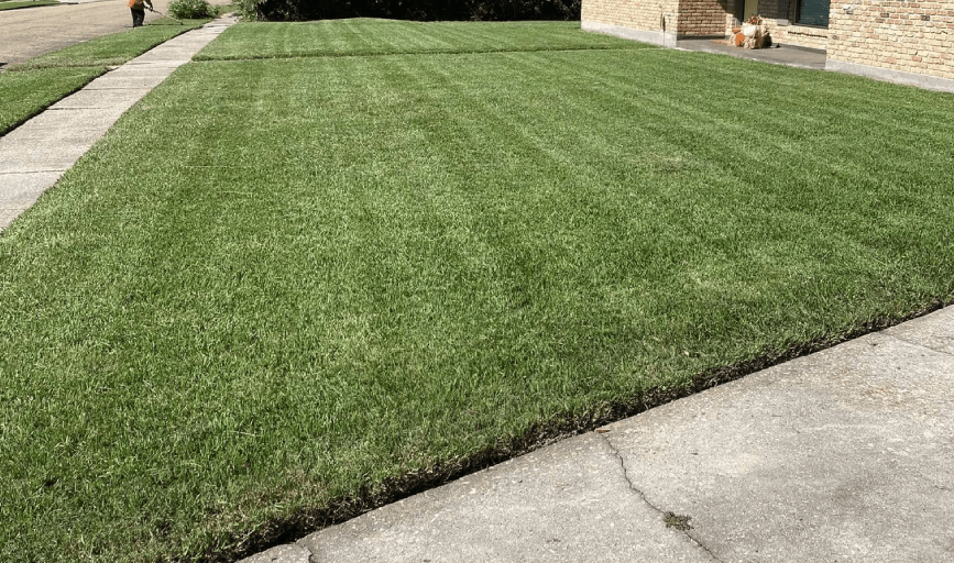 Swamp Grass Lawn and Maintenance