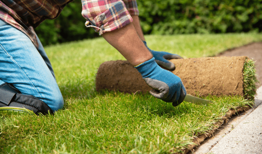 Swamp Grass Lawn and Maintenance