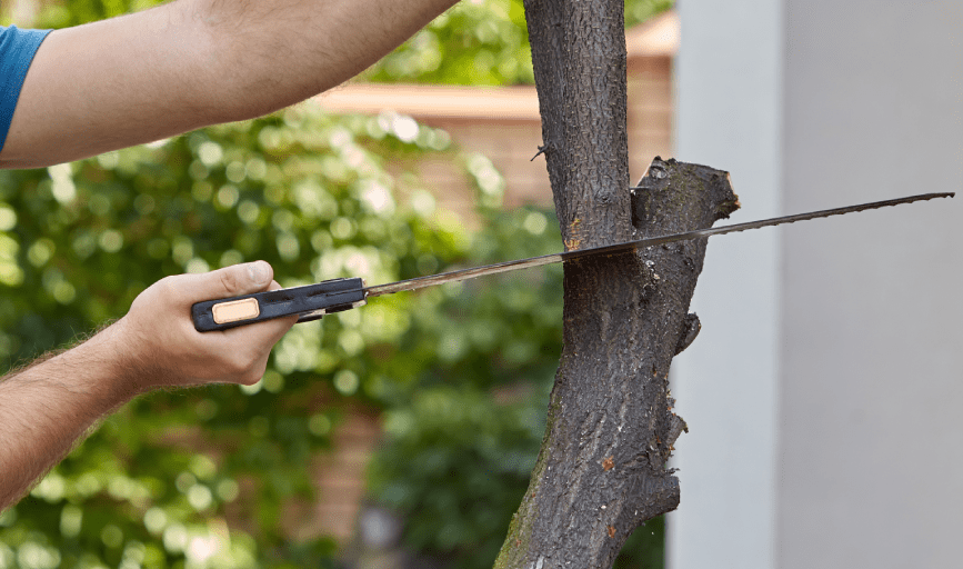 TREE TRIMMING
