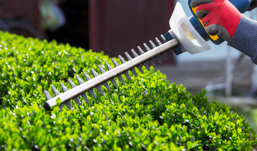 SHRUB TRIMMING
