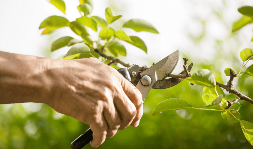 TREE TRIMMING