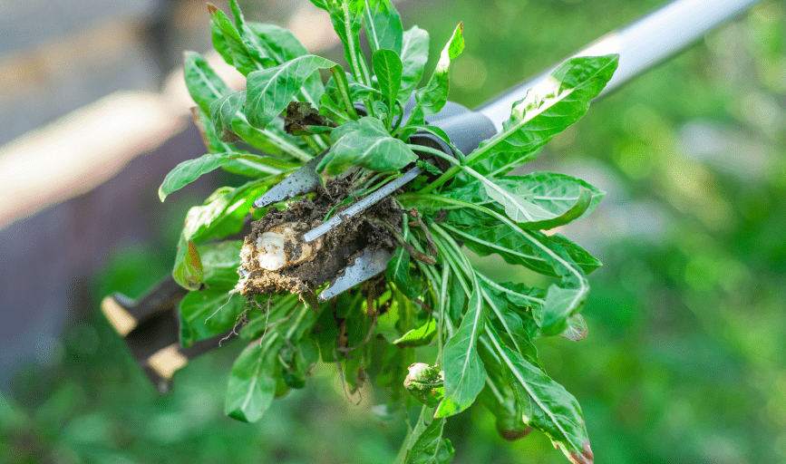 WEED CONTROL SERVICE