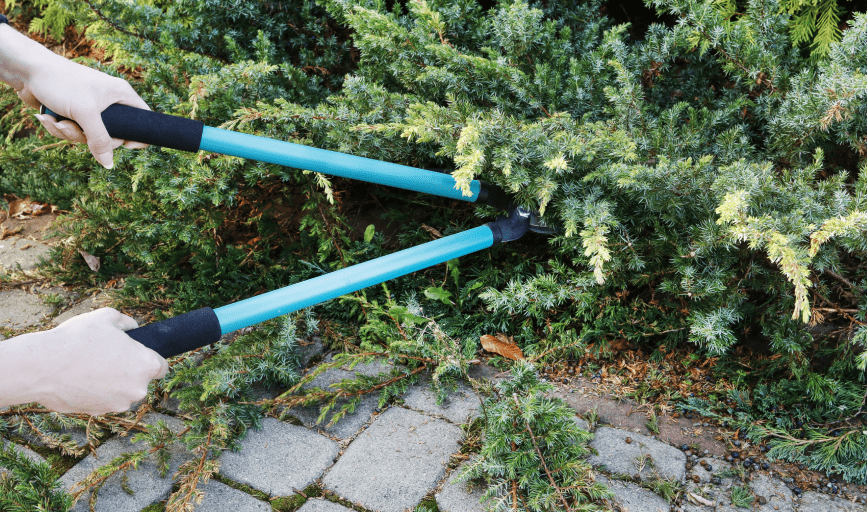 SHRUB TRIMMING