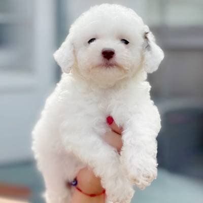 TOY POODLES FOR SALE