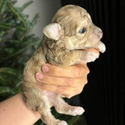 DOG BREEDING SERVICES