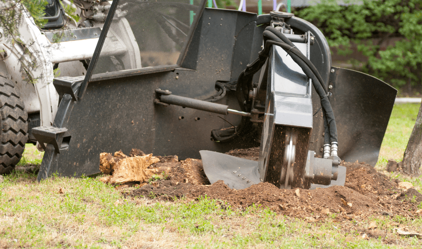 TREE SERVICE
