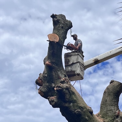 TREE REMOVAL