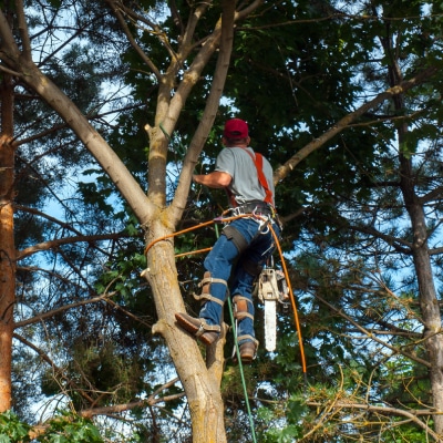 TREE TRIMMING