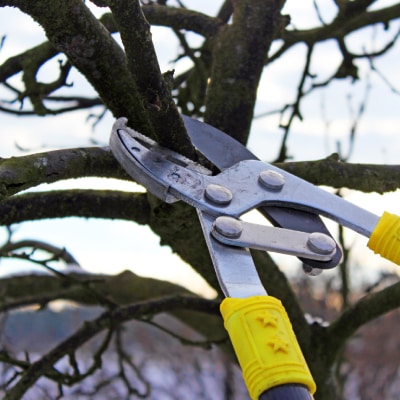 TREE PRUNING