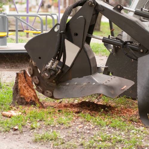 Tree and Stump Removal