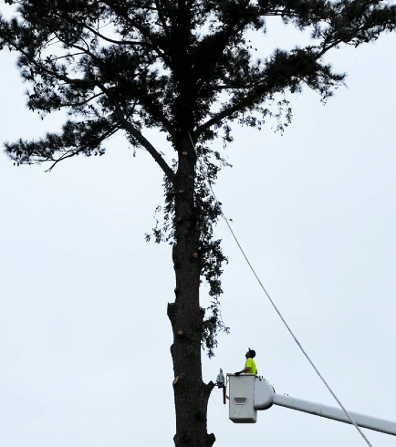 Jackson's Tree Care