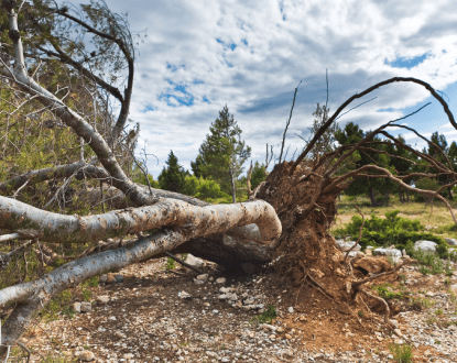 TREE REMOVAL SERVICE