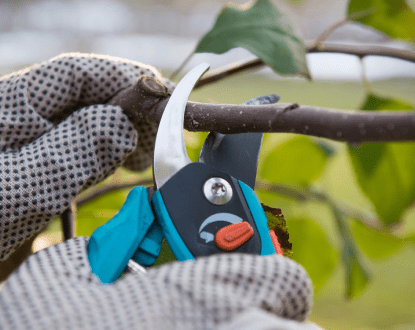 TREE TRIMMING SERVICE