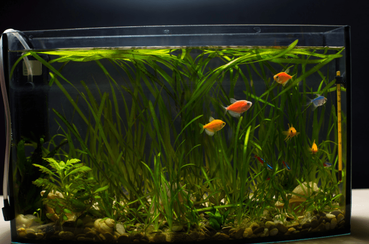 Fish Store And More