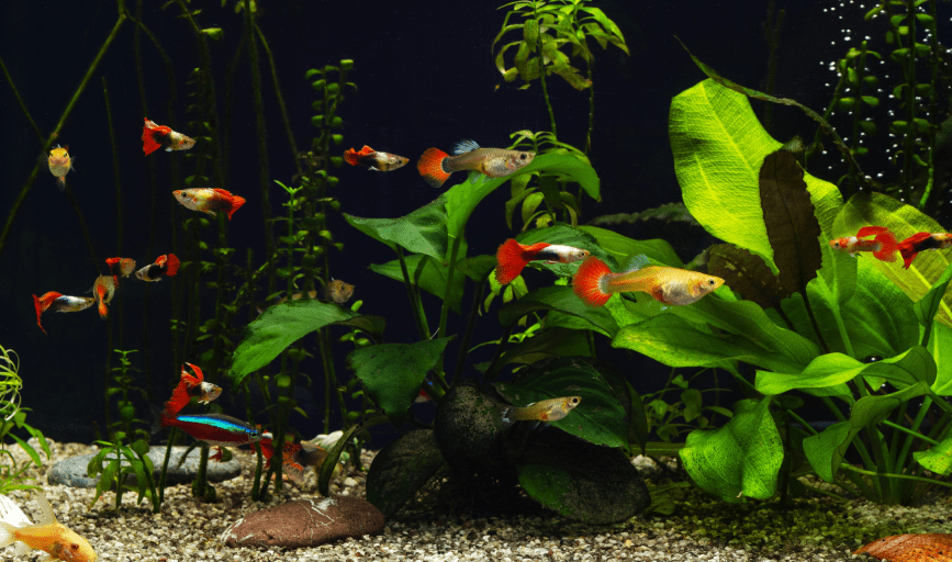 AQUARIUM CLEANING SERVICES
