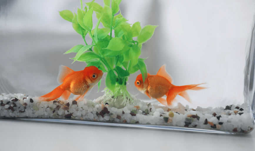 FISH RESCUE SERVICES