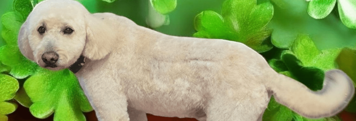 Poodles & Pals at Old Stage Groom Room