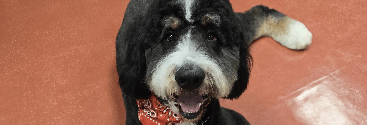 Poodles & Pals at Old Stage Groom Room