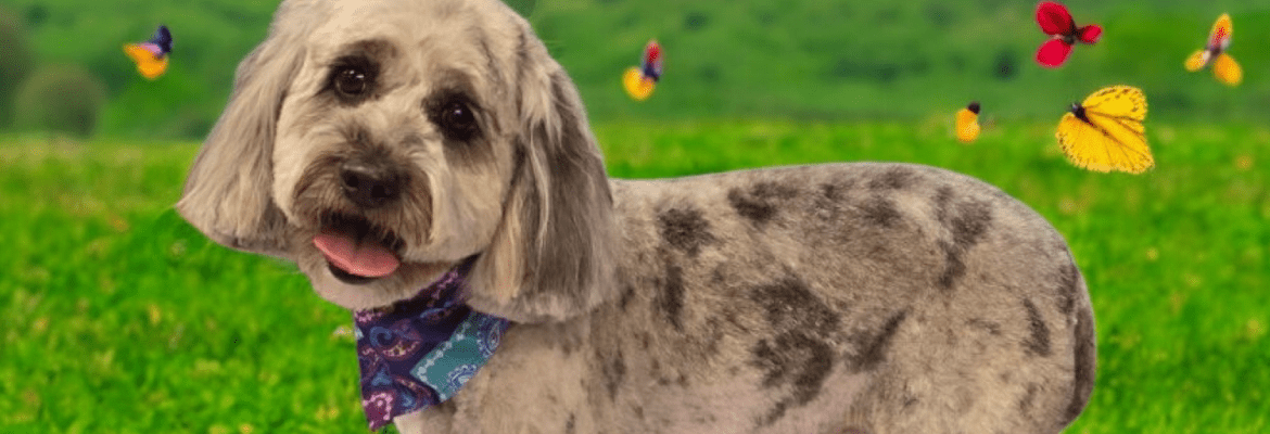 Poodles & Pals at Old Stage Groom Room