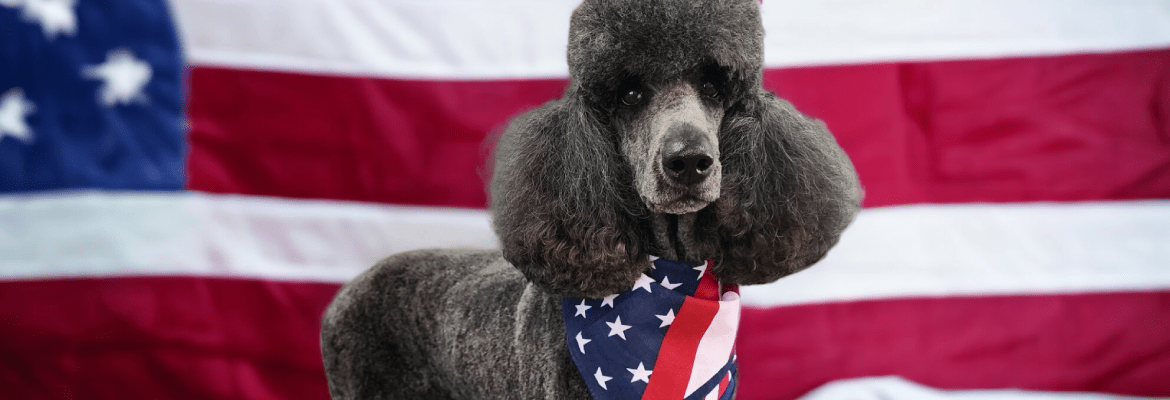 Poodles & Pals at Old Stage Groom Room