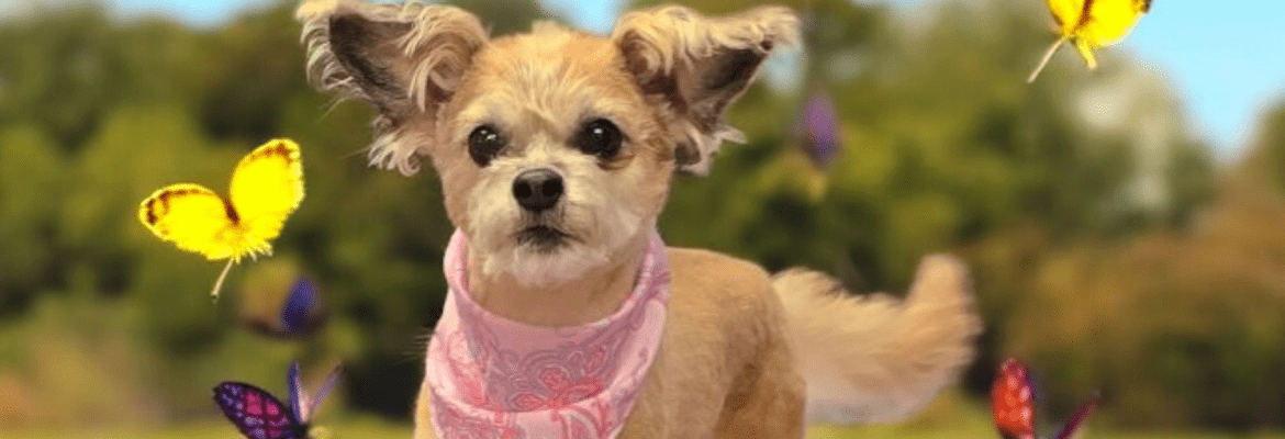 Poodles & Pals at Old Stage Groom Room