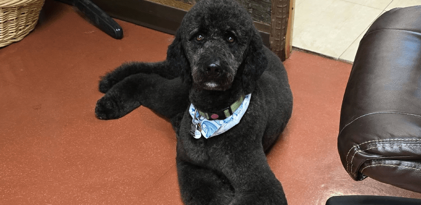 Poodles & Pals at Old Stage Groom Room