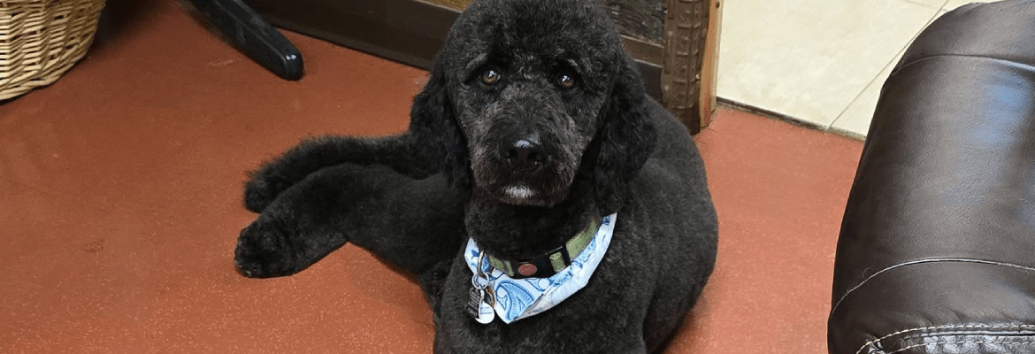 Poodles & Pals at Old Stage Groom Room