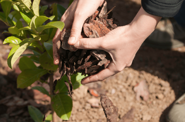 TT Tree and Lawn Service 