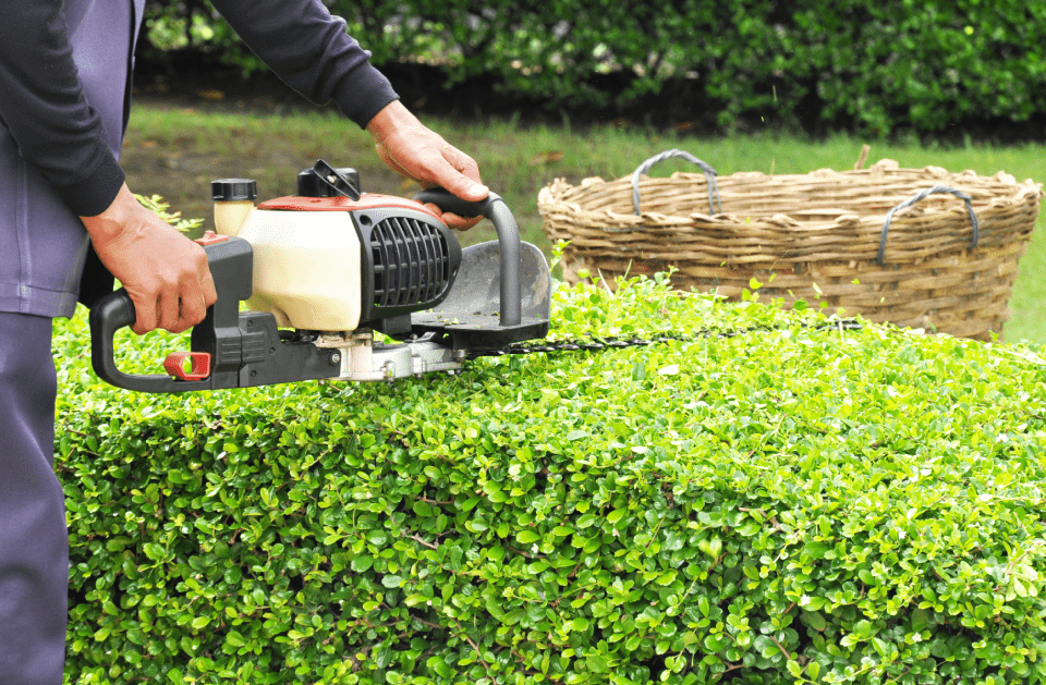 HEDGE TRIMMING