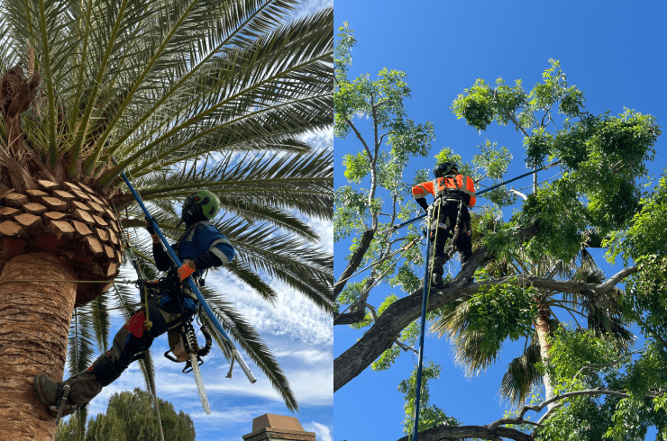 Malpartida Tree Service