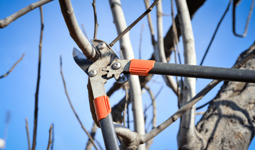 STRUCTURAL PRUNING