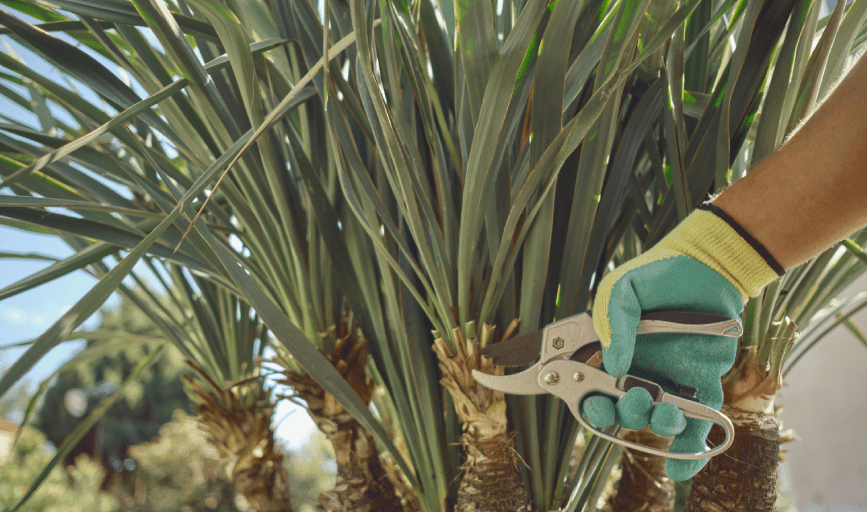 PALM TREE TRIMMING