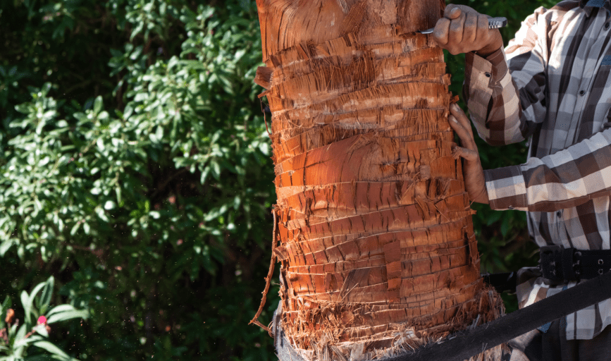 PALM TREE SKINNING