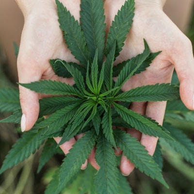 MEDICAL MARIJUANA EVALUATIONS