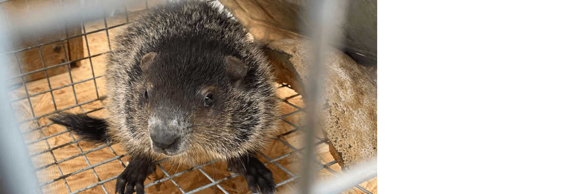 Animal Relocation Service