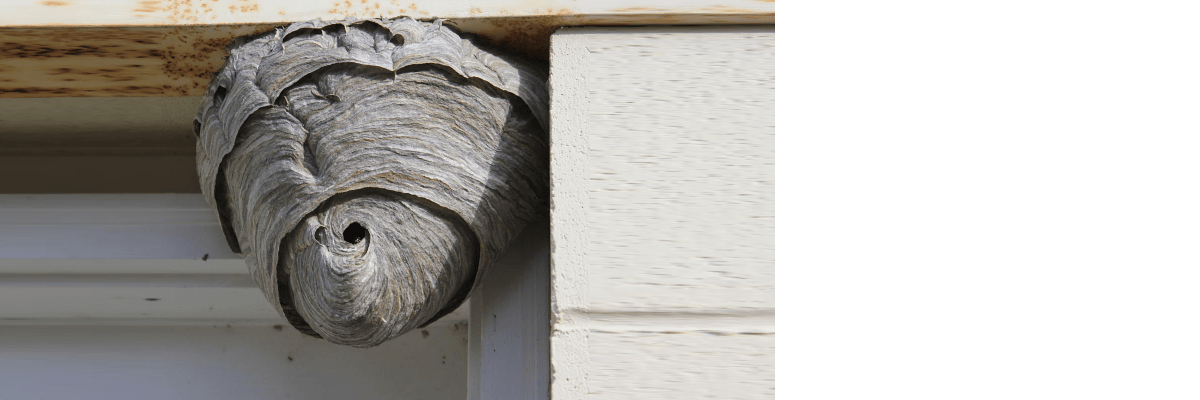 Hornet Removal