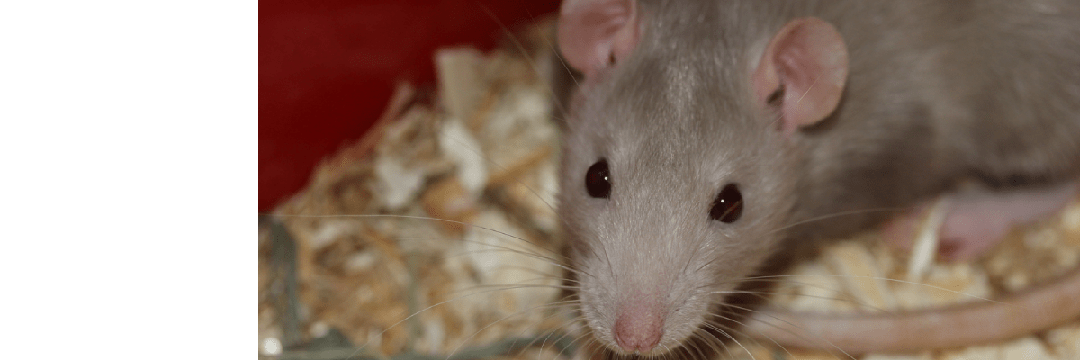 Rat Removal