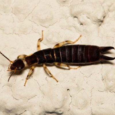 EARWIG CONTROL