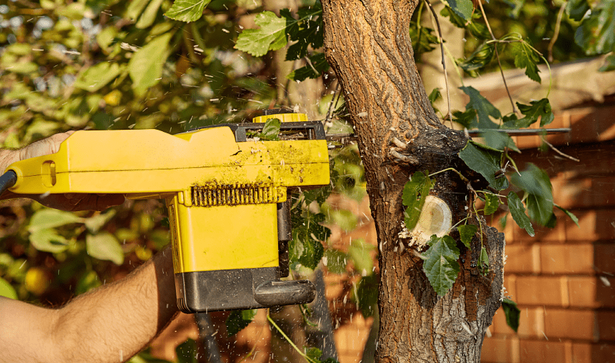 TREE TRIMMING